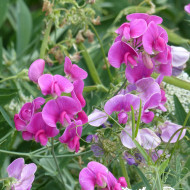 Pois vivace Red Pearl - Lathyrus latifolius