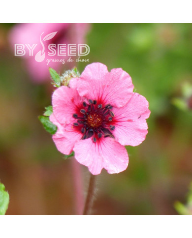 Potentille vivace nepalensis Miss Willmott