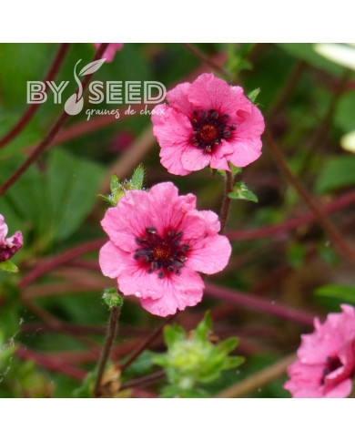 Potentille vivace nepalensis Miss Willmott