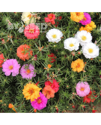 Pourpier à grandes fleurs Extra Double Mix