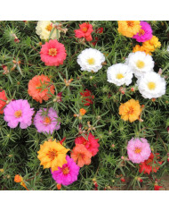 Primevère candélabre Woodside Hybrids