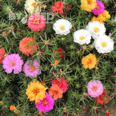 Pourpier à grandes fleurs Extra Double Mix