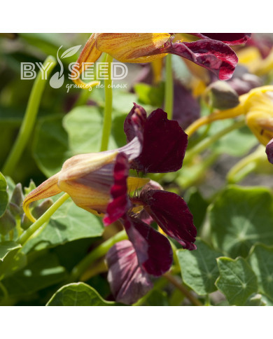 Capucine grimpante Purple Emperor