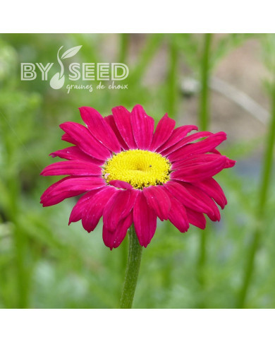 Pyrèthre Robinson's Crimson