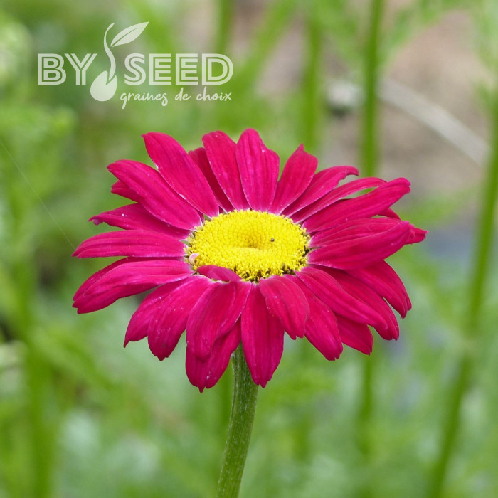 Pyrèthre Robinson's Crimson