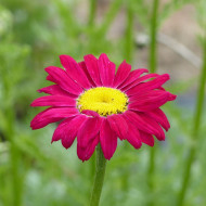 Pyrèthre Robinson's Crimson