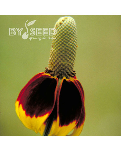 Ratibida columnifera Mexican Hat