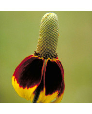 Arbre-du-voyageur - Ravenala madagascarensis