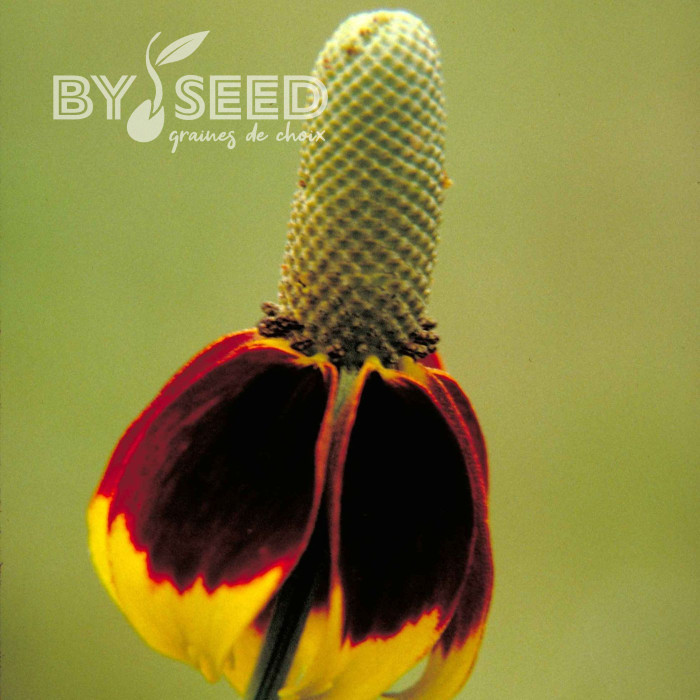 Ratibida columnifera Mexican Hat