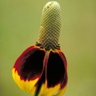 Ratibida columnifera Mexican Hat