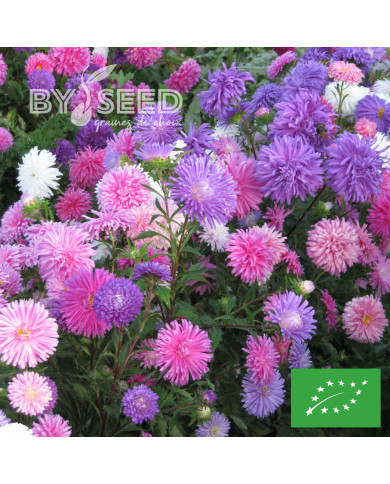 Reine Marguerite Double Mix BIO