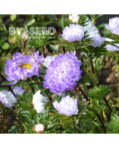 Reine-Marguerite Duchesse blue & white