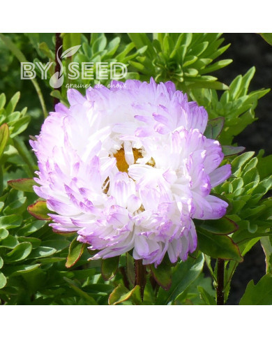 Reine-Marguerite Duchesse rose & white