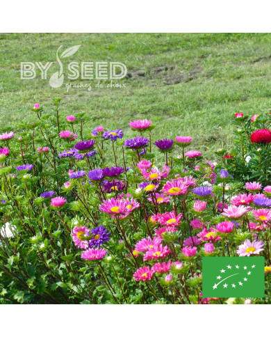 Reine-Marguerite Madeleine single Mix BIO