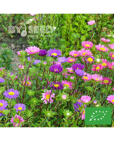 Reine-Marguerite Madeleine single Mix BIO