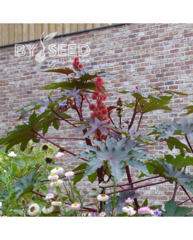 Ricin Gibsonii (rouge)