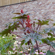 Ricin Gibsonii (rouge)