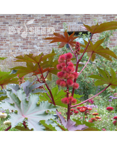 Ricin Gibsonii (rouge)