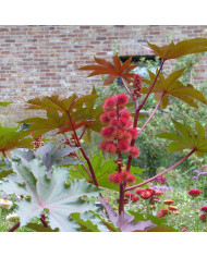 Ratibida columnifera Mexican Hat