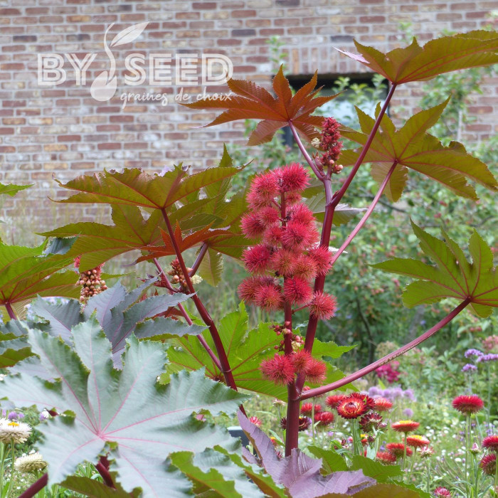 Ricin Gibsonii (rouge)