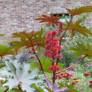 Ricin Gibsonii (rouge)