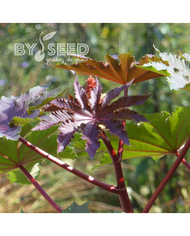 Ricin Gibsonii (rouge)