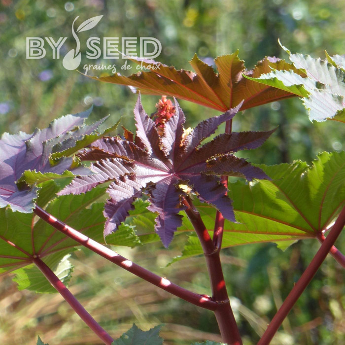 Ricin Gibsonii (rouge)