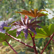 Ricin Gibsonii (rouge)
