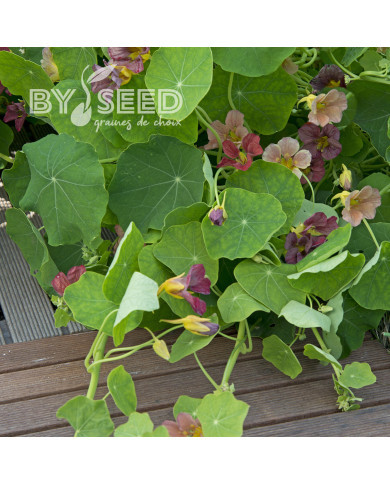 Capucine grimpante Purple Emperor