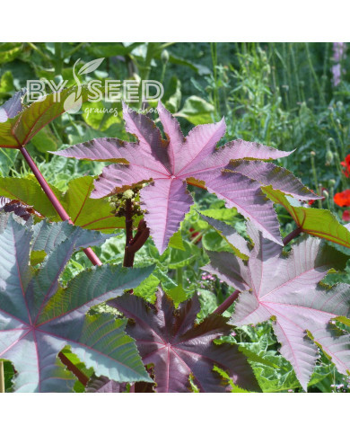 Ricin Gibsonii (rouge)