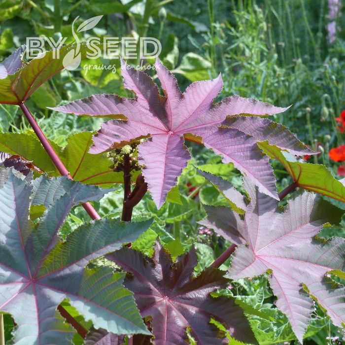 Ricin Gibsonii (rouge)