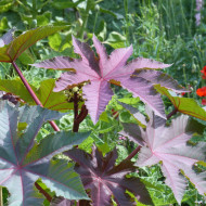 Ricin Gibsonii (rouge)