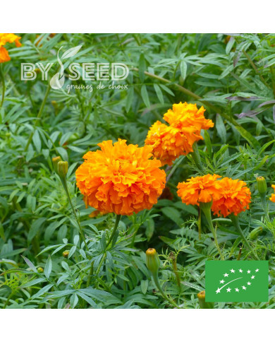 Rose d'Inde Crackerjack Mix BIO