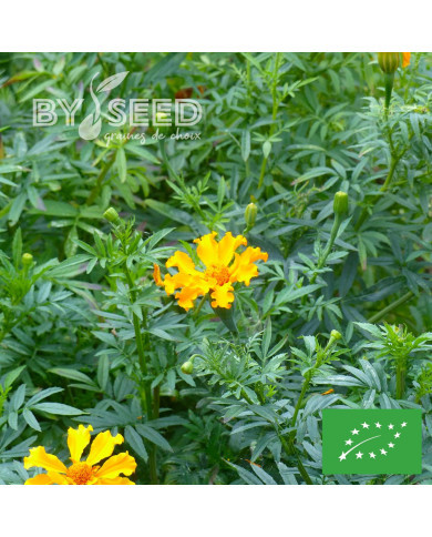 Rose d'Inde Crackerjack Mix BIO