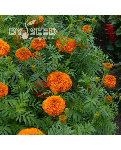 Rose d'Inde Giant Orange