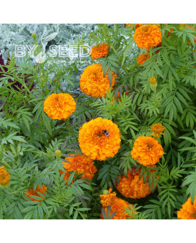 Rose d'Inde Giant Orange