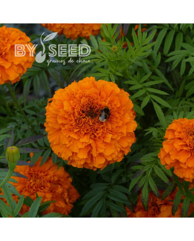 Rose d'Inde Giant Orange