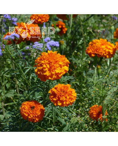 Rose d'Inde Giant Orange