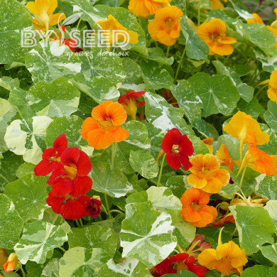 Capucine naine Alaska Mix