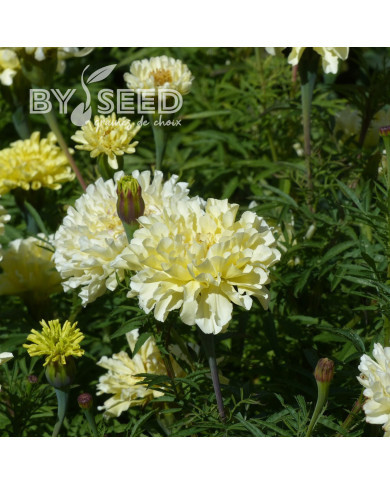 Rose d'Inde Imperiale Creme