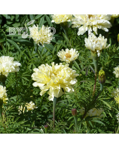 Rose d'Inde Imperiale Creme