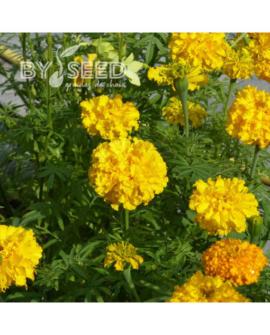 Rose d'Inde Imperiale Gold