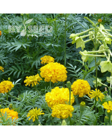 Rose d'Inde Imperiale Gold