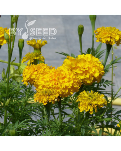 Rose d'Inde Imperiale Gold