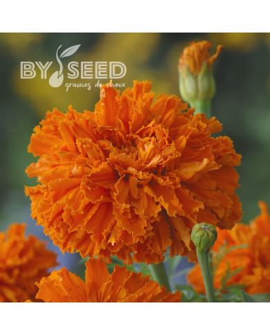 Rose d'Inde Kees' Orange