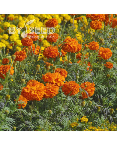 Rose d'Inde Kees' Orange