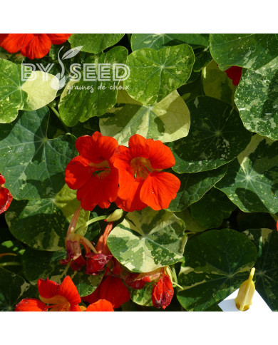 Capucine naine Alaska Scarlet