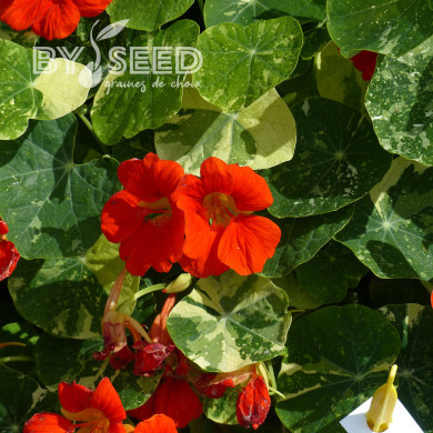 Capucine naine Alaska Scarlet