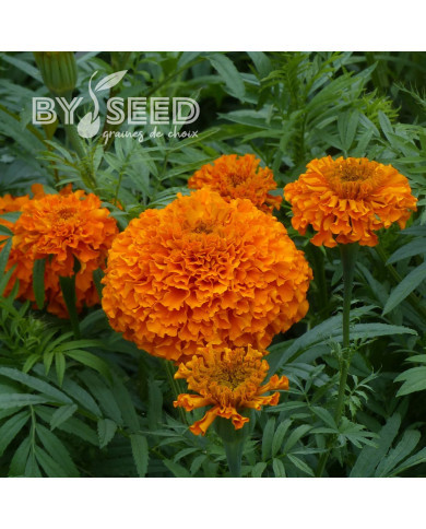 Rose d'Inde Kees' Orange