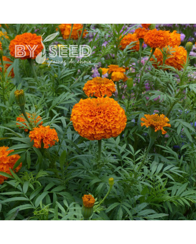 Rose d'Inde Kees' Orange